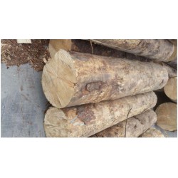 方木供應(yīng)|[供應(yīng)]莆田實(shí)惠的云杉