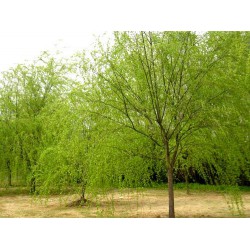 現(xiàn)貨2萬株青垂柳廠家直銷  價格優(yōu)惠