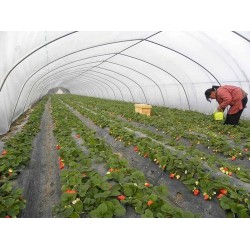 優(yōu)良的大棚膜價格，大棚編織膜