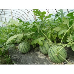 蔬菜大棚膜——要買優(yōu)質(zhì)的西瓜專用膜，意利塑料是不二選擇