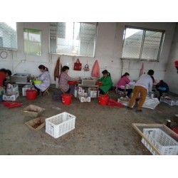 山切片 聲譽好的山楂去核切片機(jī)供應(yīng)商是哪家