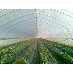 聚乙烯農(nóng)膜價(jià)格，物超所值的西瓜專用膜供應(yīng)盡在意利塑料