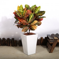 武漢辦公室盆栽銷售租擺維護(hù)，寫字樓綠植租賃擺放養(yǎng)護(hù)服務(wù)