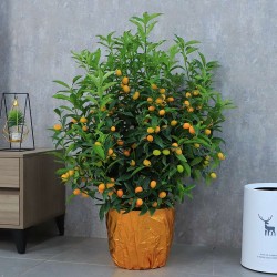 武漢植物租賃公司苗木服務(wù)，武漢家庭植物租擺公司綠植銷售