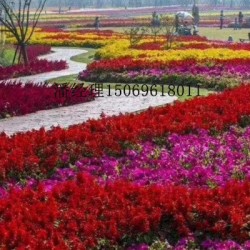 *質(zhì)小苗花卉促銷(xiāo),青州園林花卉,花卉小苗植物