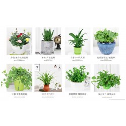 武漢室外苗木價格商場綠植養(yǎng)護工廠盆景報價，苗木服務(wù)寫字樓花卉