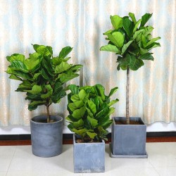 武漢室內(nèi)盆景公司花卉室外苗木，武漢商場綠植盆栽價(jià)格單位苗木