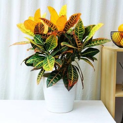 武漢室內(nèi)盆景花卉出租室外苗木出租，商場(chǎng)綠植出租單位苗木養(yǎng)護(hù)