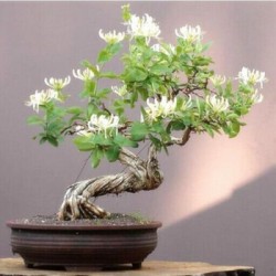 武漢室內(nèi)盆景報(bào)價(jià)公司花卉養(yǎng)護(hù)室外苗木，商場(chǎng)綠植養(yǎng)護(hù)工廠盆景